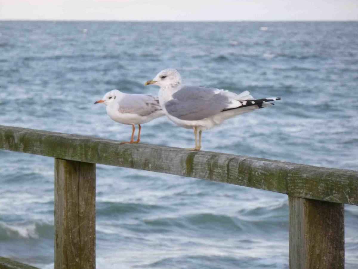 Appartamento Reetdachhaus Am Bodden Middelhagen Esterno foto
